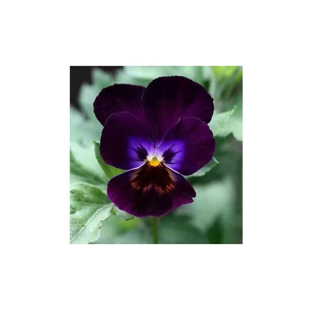 Violet Pansy Non Gmo Flower For Garden Planting Flower Seeds for Home Garden Planting, Blooming [neera-v5-f4f8db2318be37762b50]