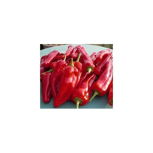 Guindilla Pepper Seeds for Planting [neera-v5-f4f9681d0e8935dae6c7]