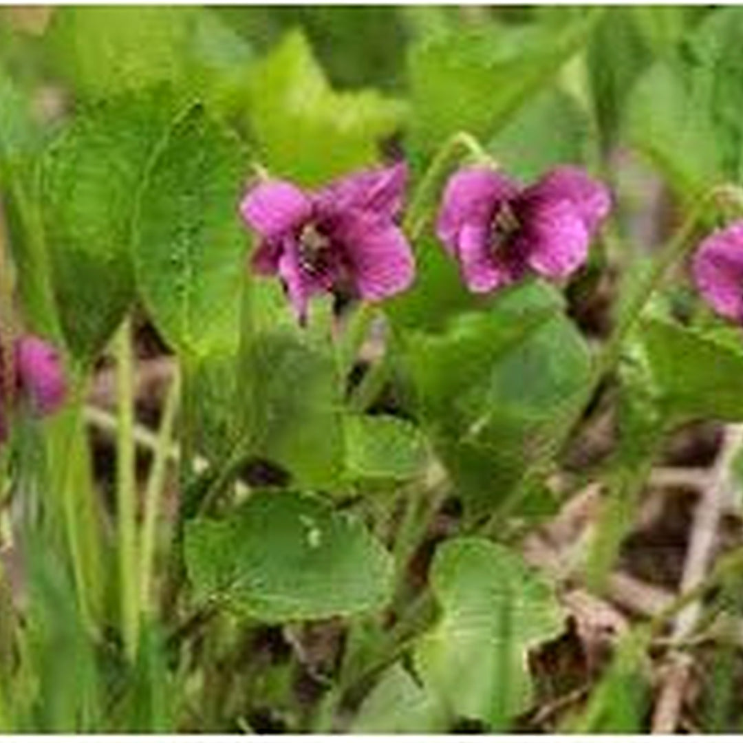 Pink Viola High Quality Outdoor Flower Flower Seeds for Home Garden Planting, Fragrant Organic [neera-v5-f4fcc7ca215ff8f5806a]