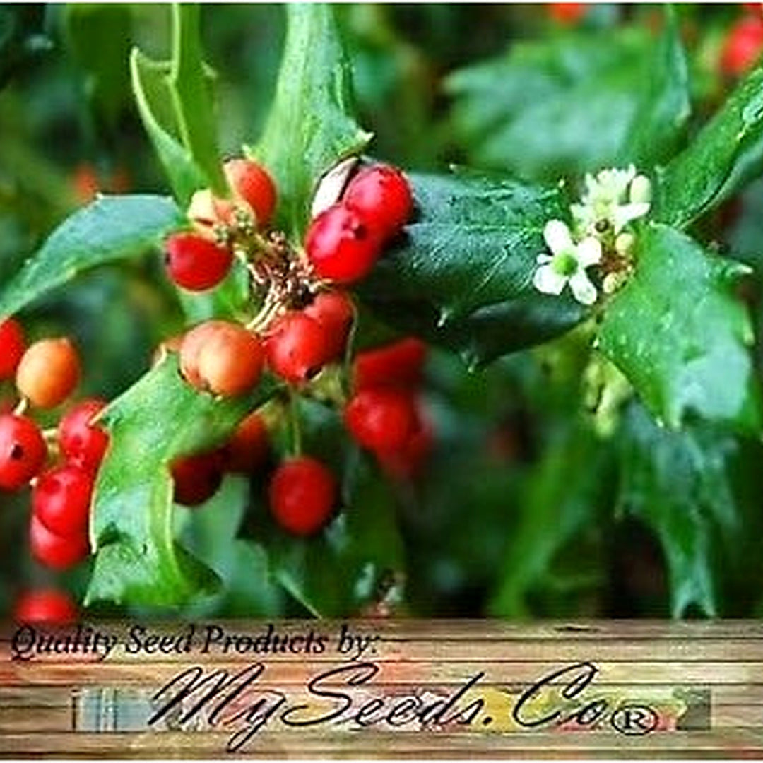 Red Ilex Opaca Plant Seeds for Planting | Heirloom Non-GMO Organic Seeds for Hardy, Ornamental Shrubs [neera-v5-f4fcfb3cae555f6c1136]