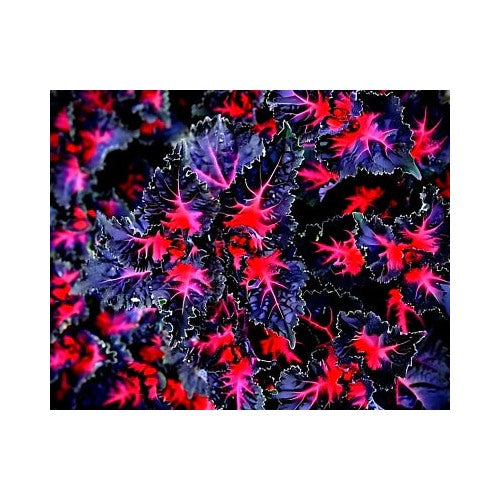 Black Coleus Dragon Lulu Planting Rare Dark Foliage Ornamental Flower Plant Heirloom Non Gmo [neera-v5-f4fecdec9f7c6db7d356]