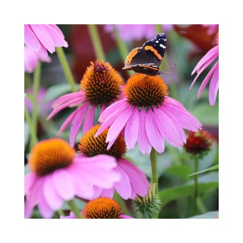 Purple Coneflower Planting Non Gmo Store Heirloom Perennial Pollinator Friendly Flower Seeds [neera-v5-f50b65e34579301bbc03]