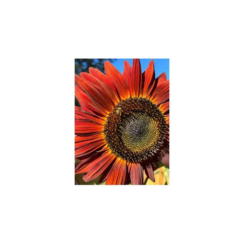 Orange Red Sunflower Seeds [neera-v5-f515d67089ee7bfd7605]