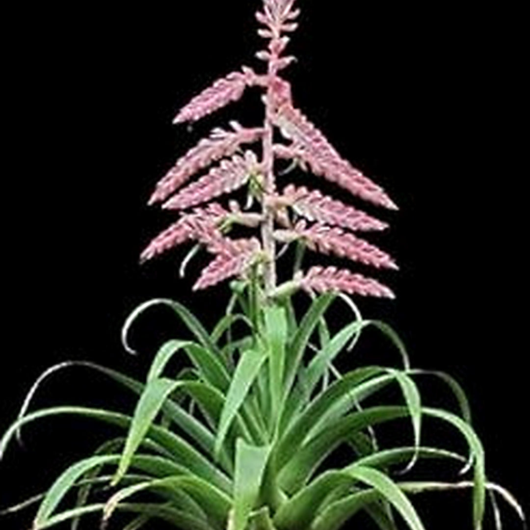 Pink Tillandsia Cretacea Plant For Planting Flower Seeds for Home Garden Planting, Blooming Organic [neera-v5-f51b384239a596af1501]