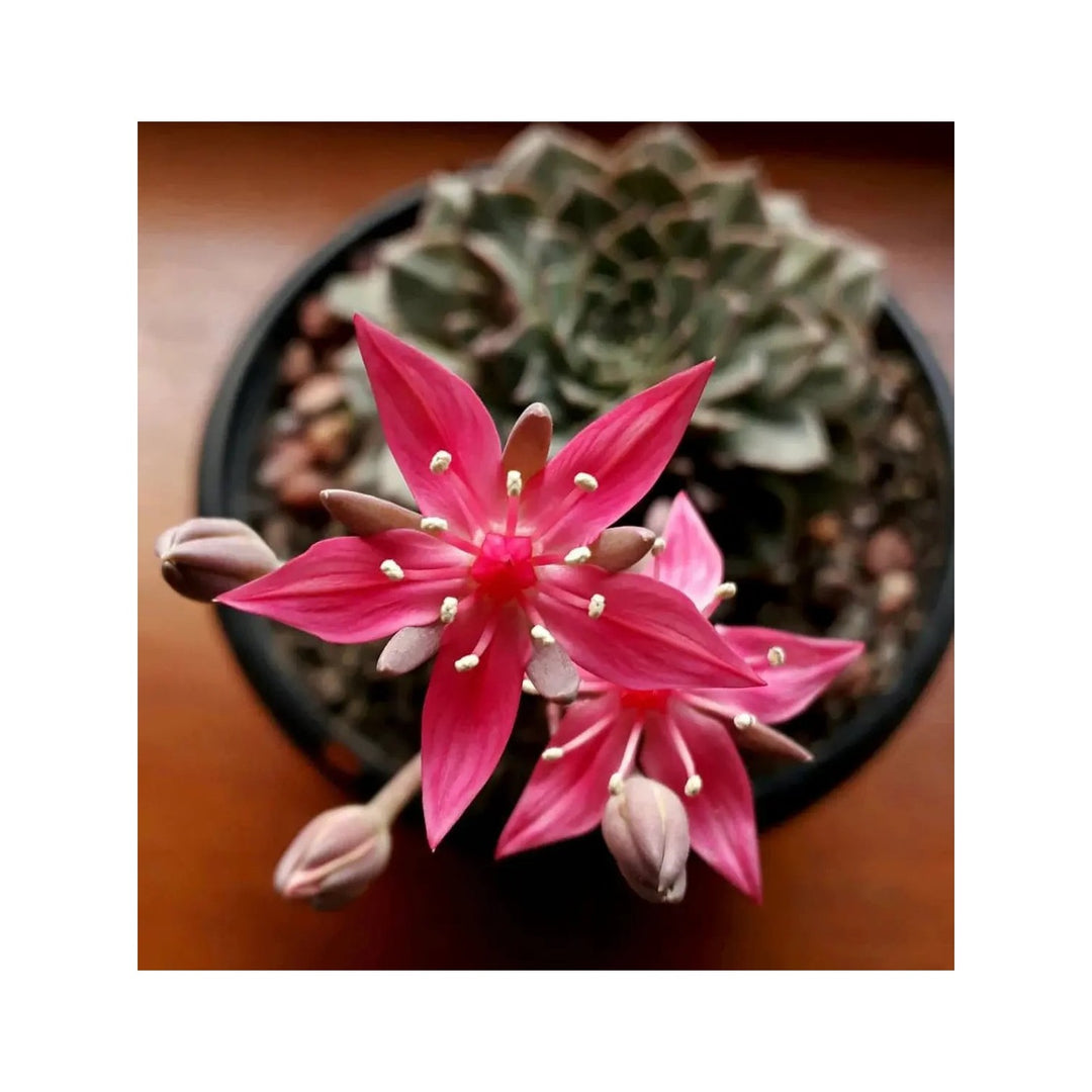 Graptopetalum Bellum Flower For Planting Grow Vibrant Flowers At Your Home Garden Flower Seeds for [neera-v5-f531b018304437227a27]