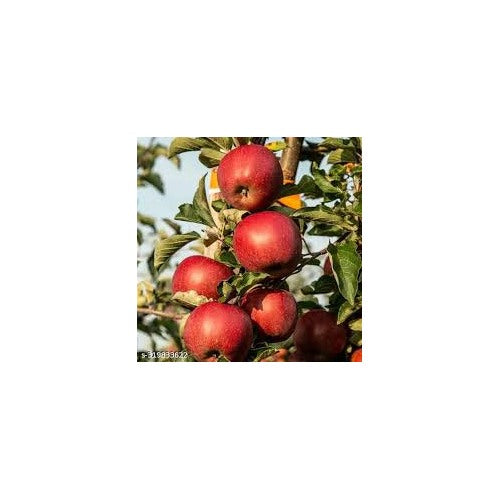 Honeycrisp Apple Tree Fruit Seeds for Planting [neera-v5-f53e253a11168fd4999d]