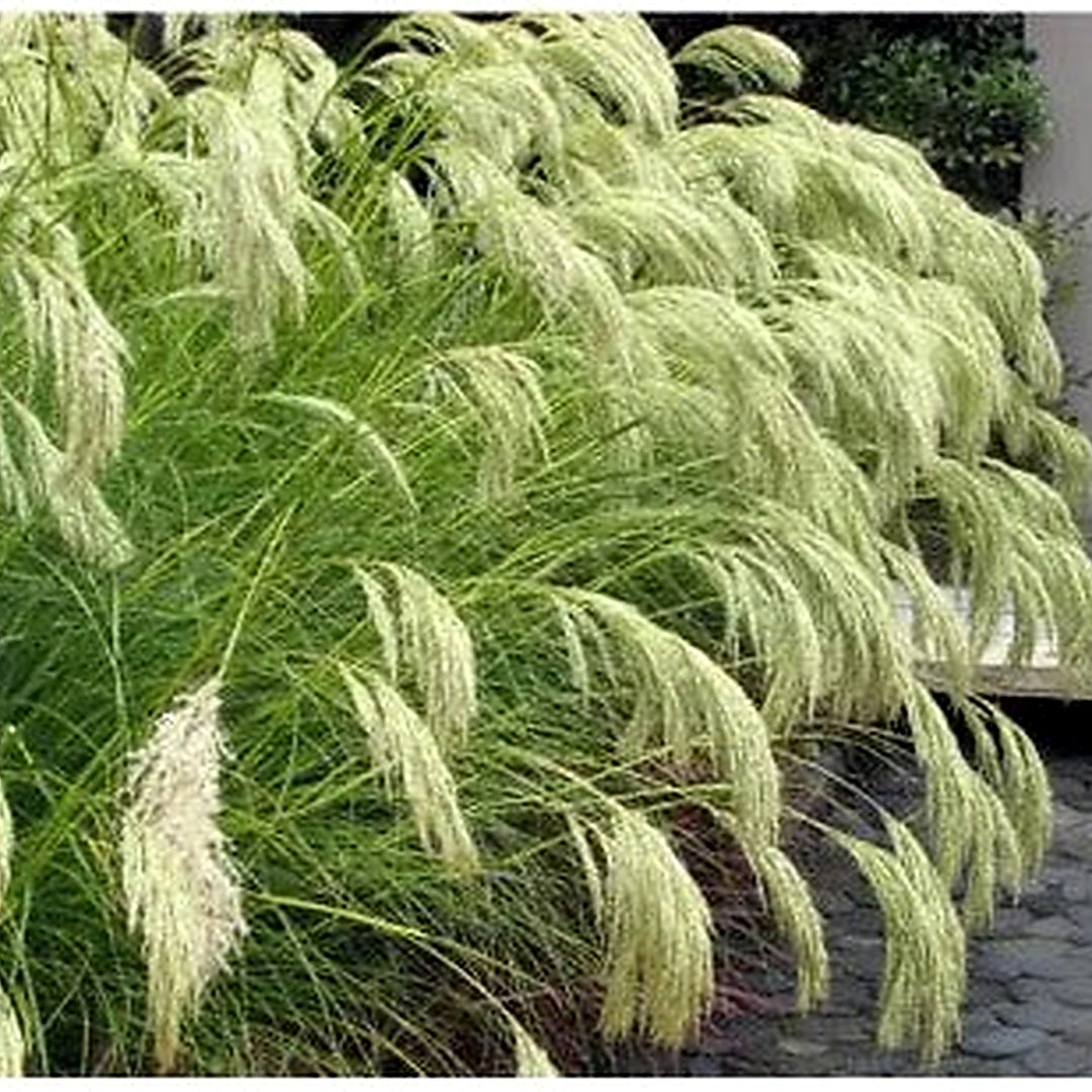 Chionochloa Conspicua Seeds for Planting [neera-v5-f53e6a127606da9a30de]