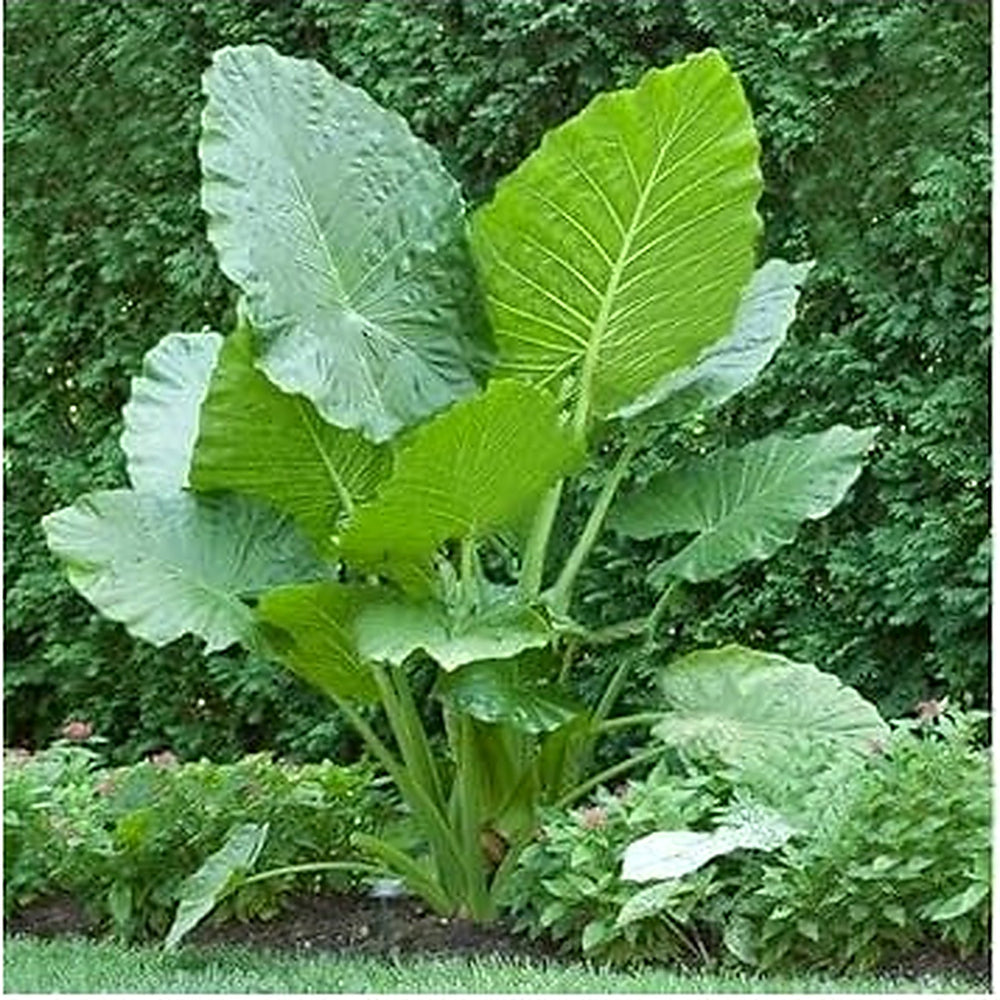 Heirloom Alocasia Macrorrhiza Plant Seeds for Garden or Indoor Planting, Non-GMO, Giant Elephant Ear Foliage [neera-v5-f5455e977ac68d956195]