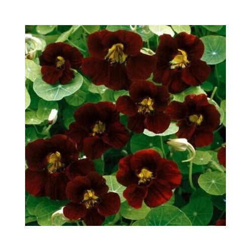 Black Nasturtium Velvet Heirloom Edible Beneficial Flowers Usa Non Gmo Edible Flowers And Leaves [neera-v5-f54c26c40b6e65226391]
