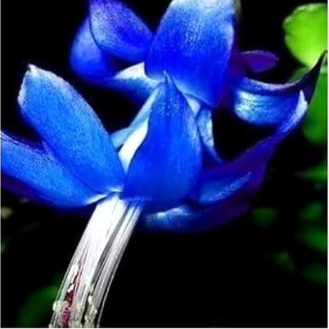 Blue Zygocactus Flower Seeds for Planting [neera-v5-f54e0f77f870cb6a6771]
