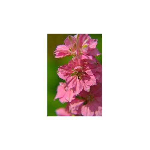 Delphinium Flower Seeds for Planting [neera-v5-f550dce6bc3639f935ee]