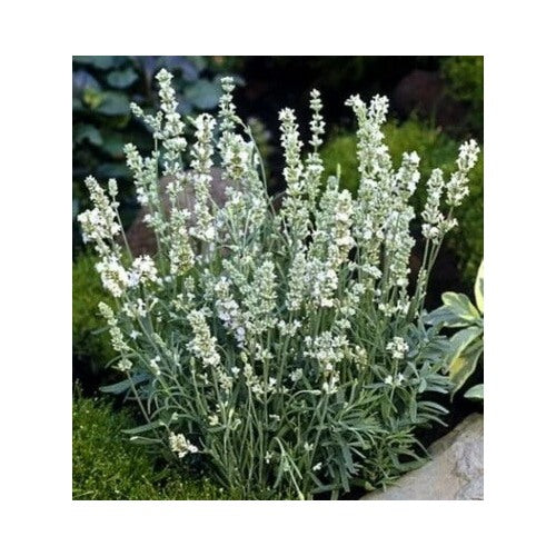 Lavender White Lavandulas Ellagance Fragrant Iced Flowers Herbs Family Heirloom Non Gmo Drought [neera-v5-f55bc853a12f0e28a1ce]