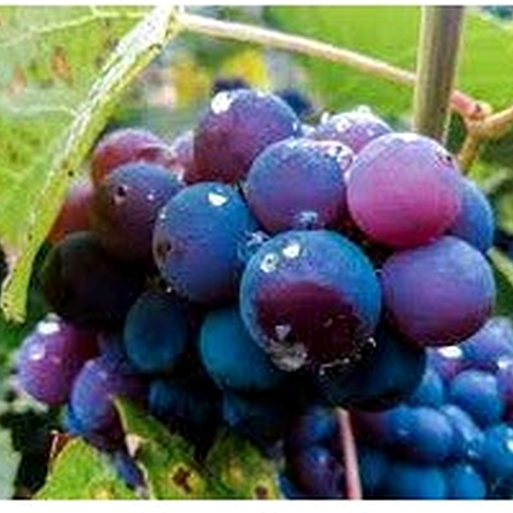 Blue Indigo Grape Seeds [neera-v5-f5608930d4072a313e78]