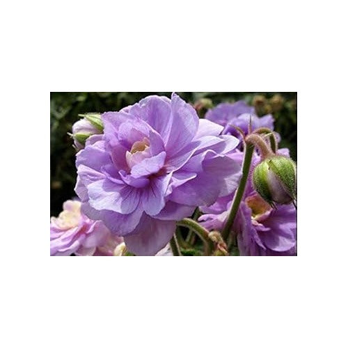 Lavender Big Blooms Geranium Seeds for Planting [neera-v5-f560acee1b7afb96cb64]