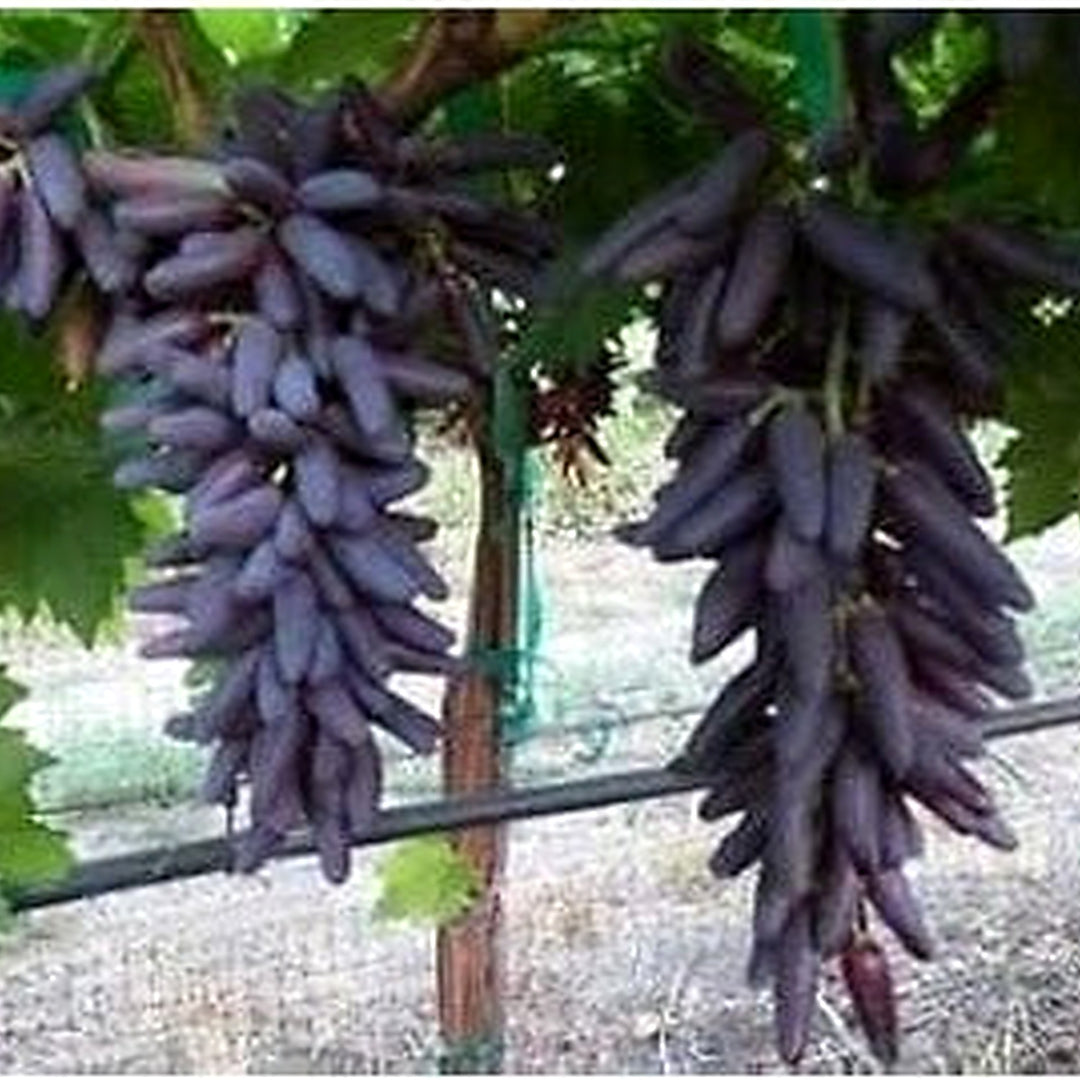 Finger Grapefruit Seeds for Planting [neera-v5-f563f7a293f1e26f02d6]