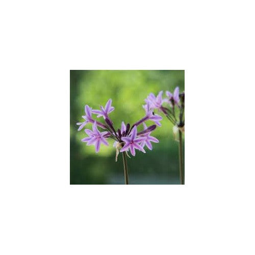 Heirloom Non-GMO Tulbaghia Violacea Flower Seeds for Planting [neera-v5-f56877e651615ed2fdd8]