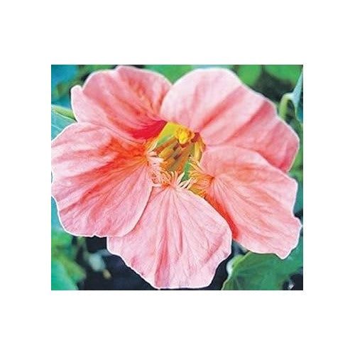 Baby Pink Nasturtium Flower Seeds for Planting [neera-v5-f57200e183a6bd11caba]