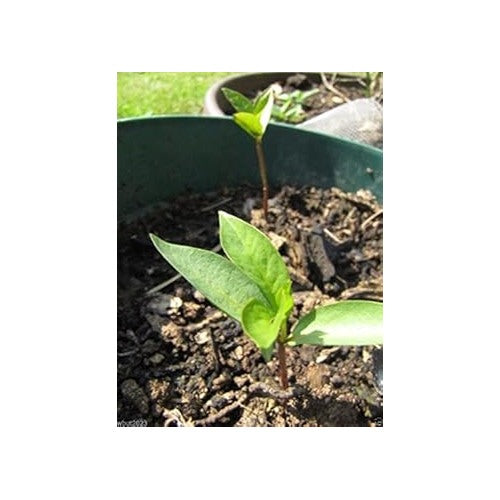 Blue Sausage Fruit Seeds for Planting | Heirloom Non-GMO Organic Seeds for Unique, Exotic Garden Fruits [neera-v5-f590654bc9163612bcfe]