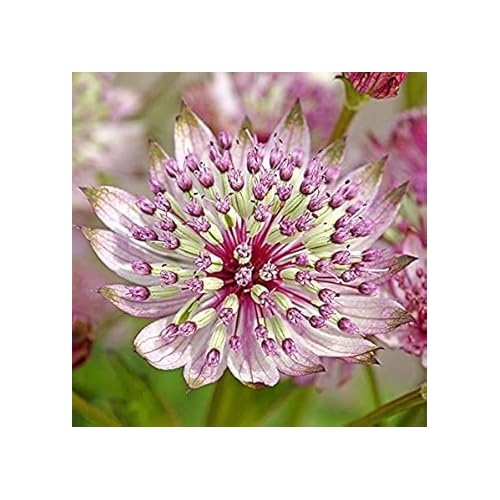 Heirloom Non-GMO Pink Masterwort Flower Seeds for Elegant Cottage and Cutting Garden Planting [neera-v5-f596fd528890902233a7]
