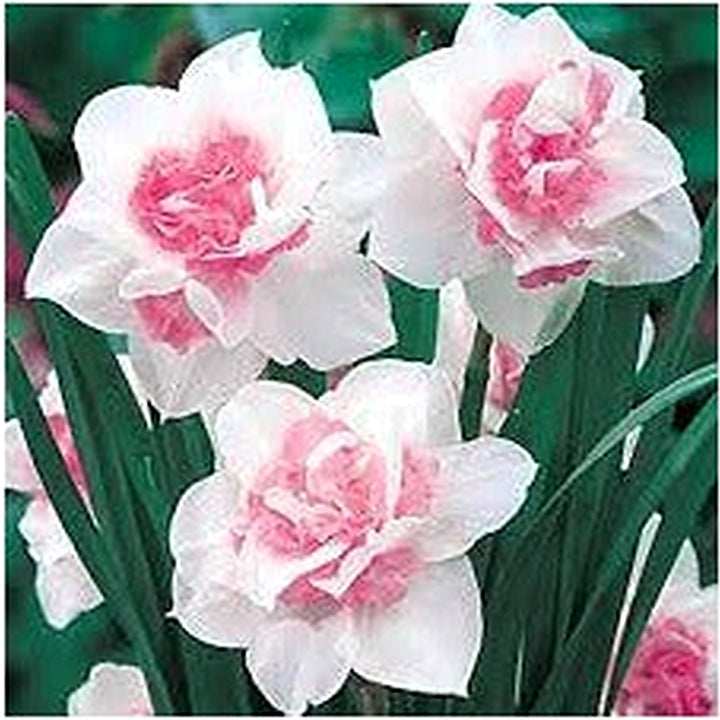 Pink Double Petal Narcissus Flower Seeds for Planting [neera-v5-f597881a969b61ffcb03]