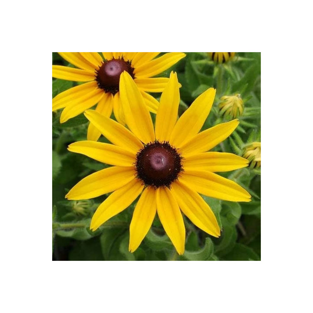 Yellow Rudbeckia Flower For Planting Blooms Flower Seeds for Home Garden Planting, Ornamental [neera-v5-f59f9ce96b59e7fc6eaf]