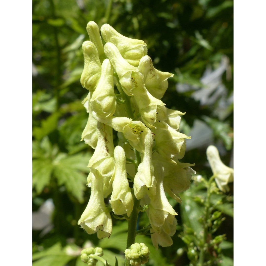Heirloom Lycoctonum Flower Non Gmo Tall Spiked Blooms Cottage And Woodland Garden Planting [neera-v5-f5a348536c19ded689c5]