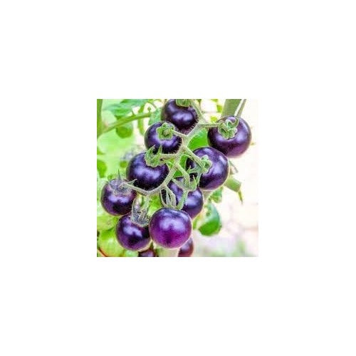 Purple Tomato Seeds for Planting [neera-v5-f5a7fea80bc739a2a021]
