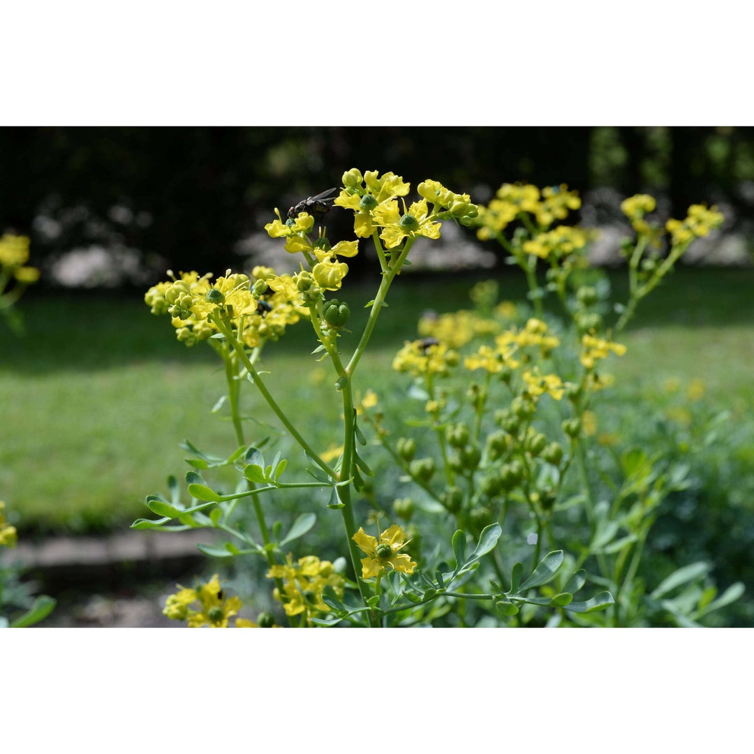 Yellow Ruta Flower For Planting Flower Seeds for Home Garden Planting, Landscape Organic Blooming [neera-v5-f5a93d7f6cc44829a4cf]
