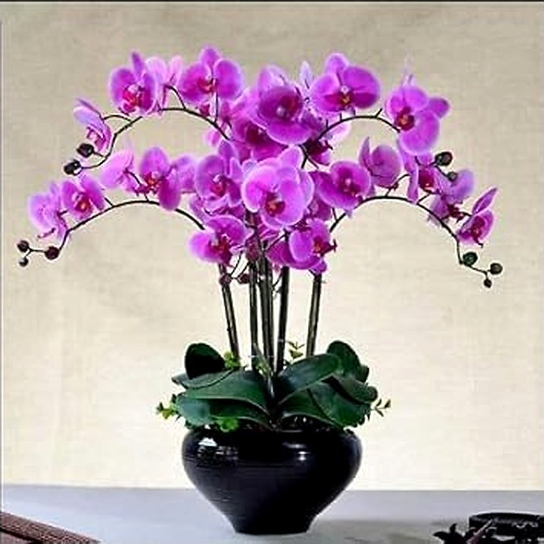 Light Purple Mini Violet Flower Seeds [neera-v5-f5b192223ce9b1c1bd0a]