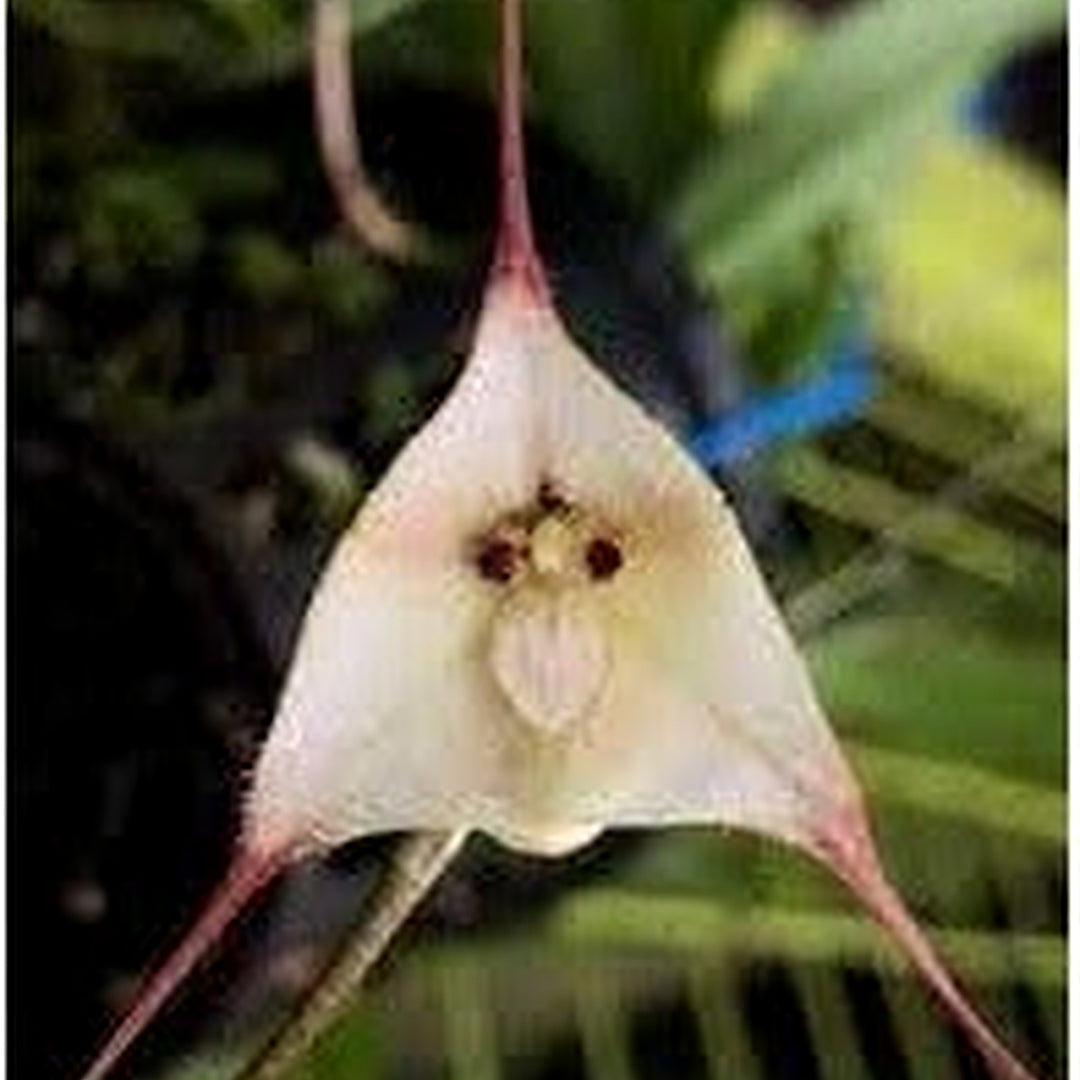 Heirloom Non Gmo Monkey Orchid Flower For Rare Exotic Blooms And Indoor Garden Planting Flower [neera-v5-f5b2e4abf24dfb7dbf38]