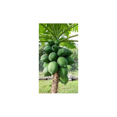 Dark Green Papaya Fruit Seeds for Planting [neera-v5-f5b94964dd657353b219]