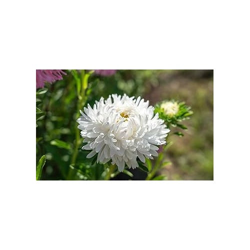 Heirloom Non-GMO White Callistephus Flower Seeds for Planting [neera-v5-f5be26d3bf8aeeac85fe]