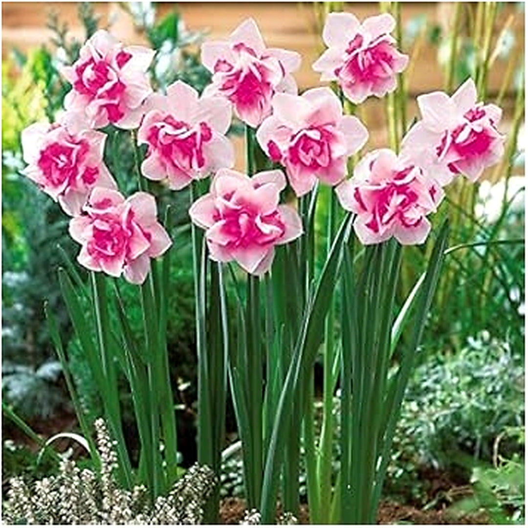Pink Double Petal Narcissus Flower Seeds for Planting [neera-v5-f5c14400213ef381cb7c]