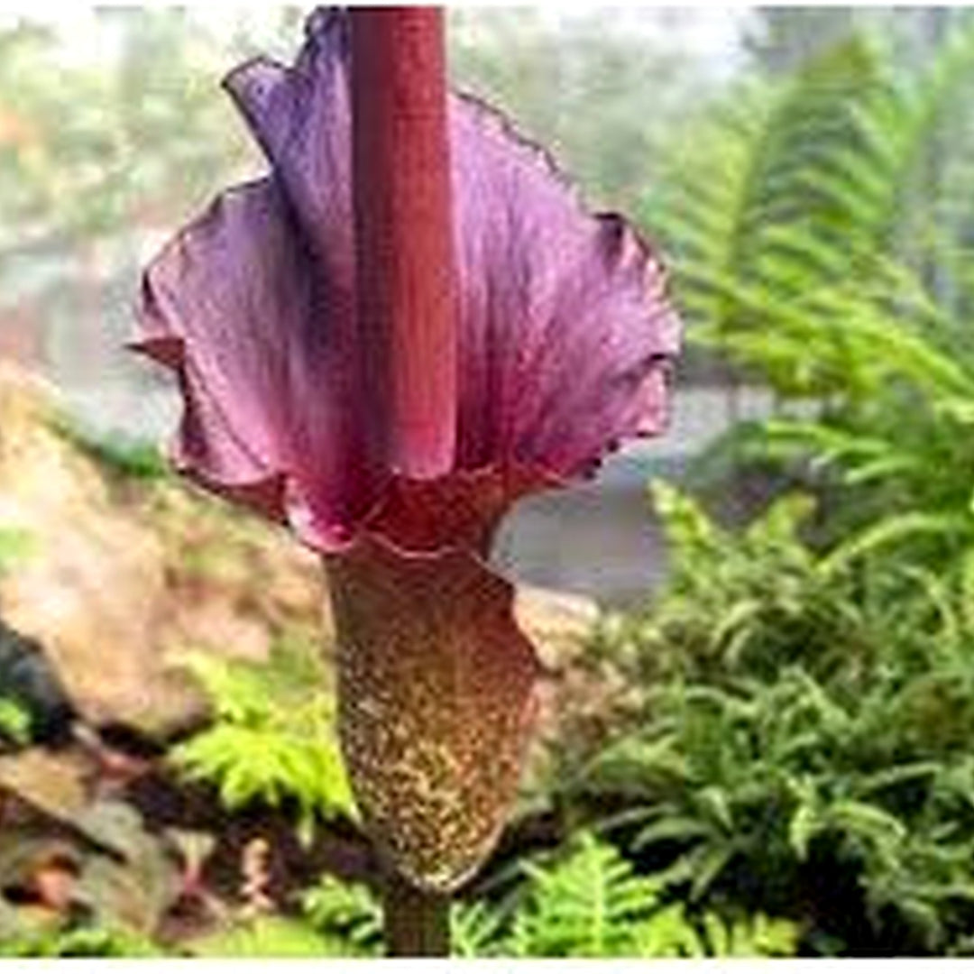 Voodoo Lily Amorphophallus Konjac Flower For Planting In Exotic Garden Flower Seeds for Home Garden [neera-v5-f5d63b5cebe598df5838]