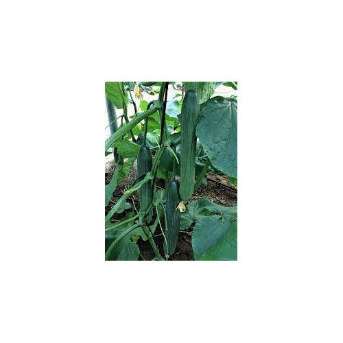 Heirloom Organic Cucumber Snake Greenhouse Louisa F1 Seeds for Planting [neera-v5-f5d96089ea1004b1be73]