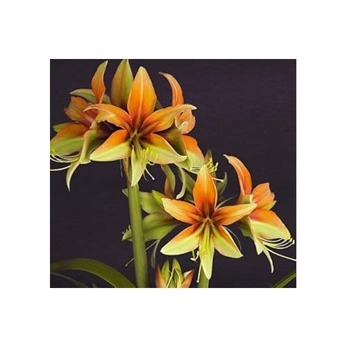 Orange Green Hippeastrum Flower Heirloom Non Gmo Amaryllis For Tropical Garden Color Flower Seeds [neera-v5-f5d9b5b8d66d2515724c]