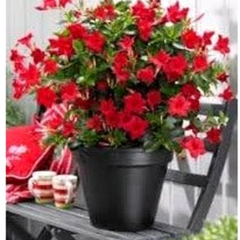 Dipladenia Flower Seeds for Garden Planting [neera-v5-f5ead0b4dd4bef786101]