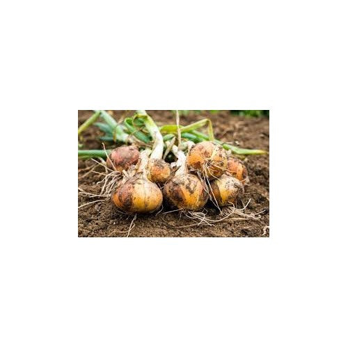 Yellow Onion Vegetable Seeds for Planting [neera-v5-f5ed691eb7aac981a3d4]