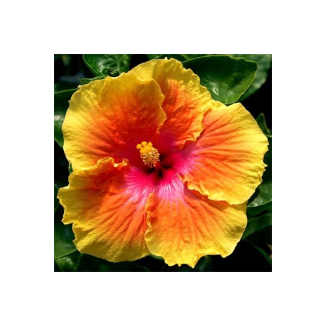Yellow Orange Hibiscus Hibiscus Rosa Sinensis Flower For Planting Suitable For Backyard Planting [neera-v5-f5f3730e8601d99e1602]