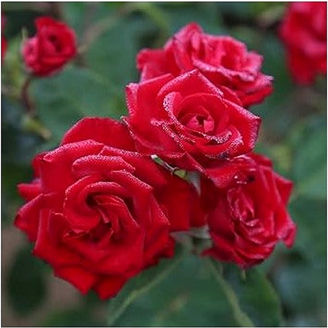Red Climbing Rose Flower Seeds for Planting [neera-v5-f601a174954d5aa0e387]