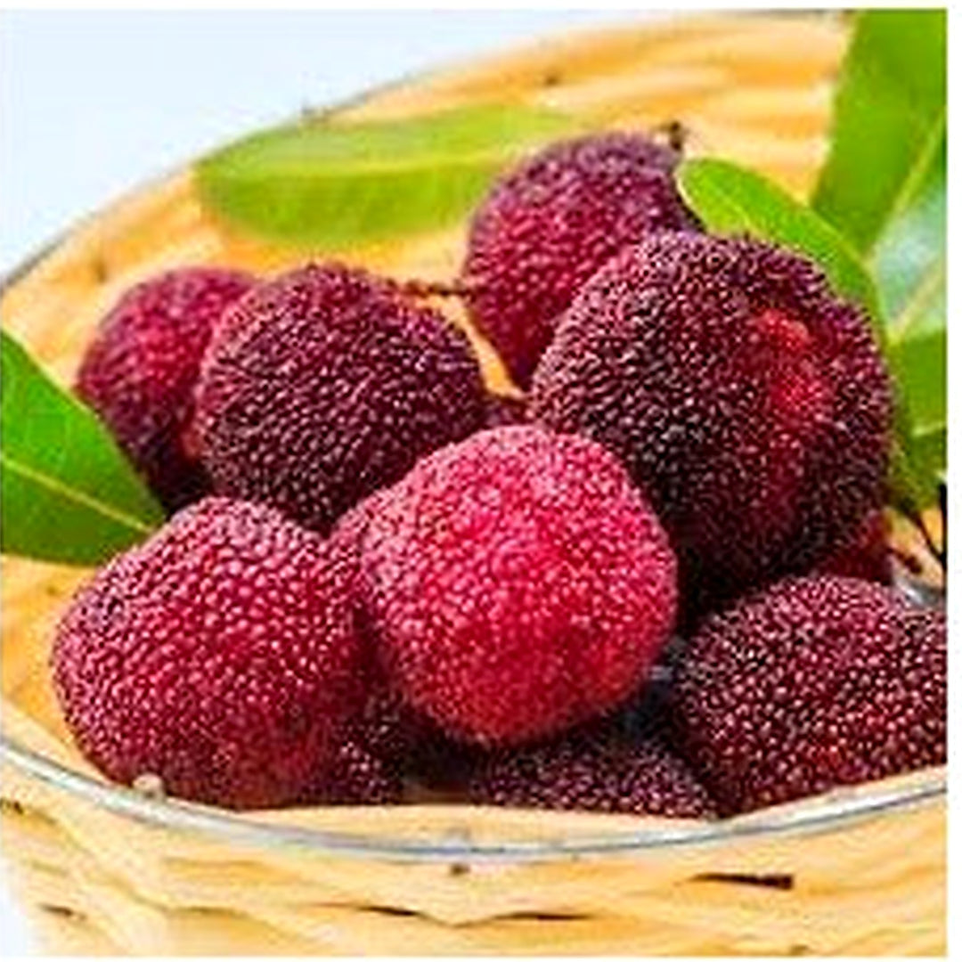 Rubra Fruit Seeds for Planting [neera-v5-f614f9c5d6cf4317edf5]