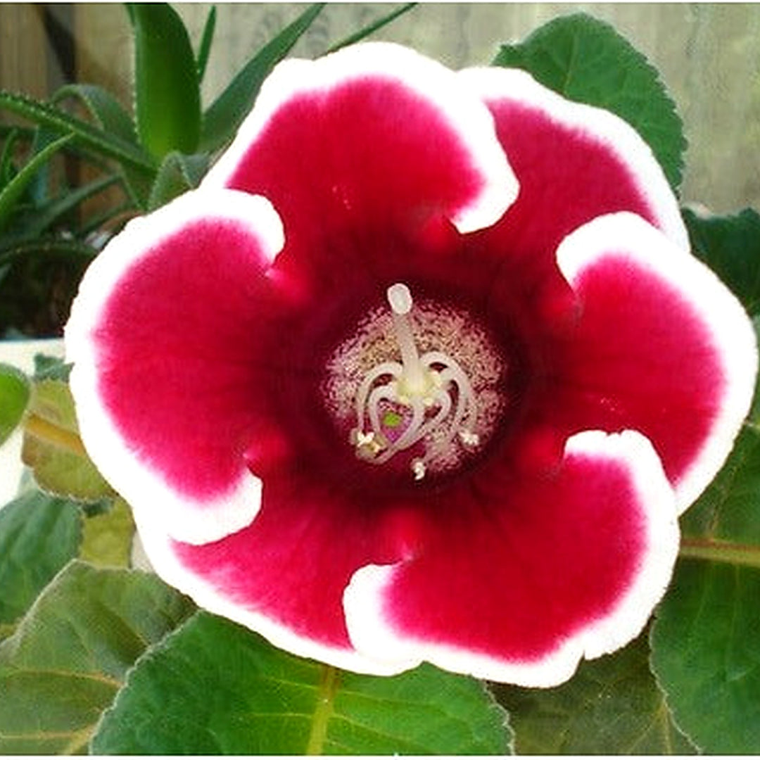 Heirloom Non-GMO Sinningia Gloxinia Flower Seeds for Planting [neera-v5-f6196249e4a7e077a314]