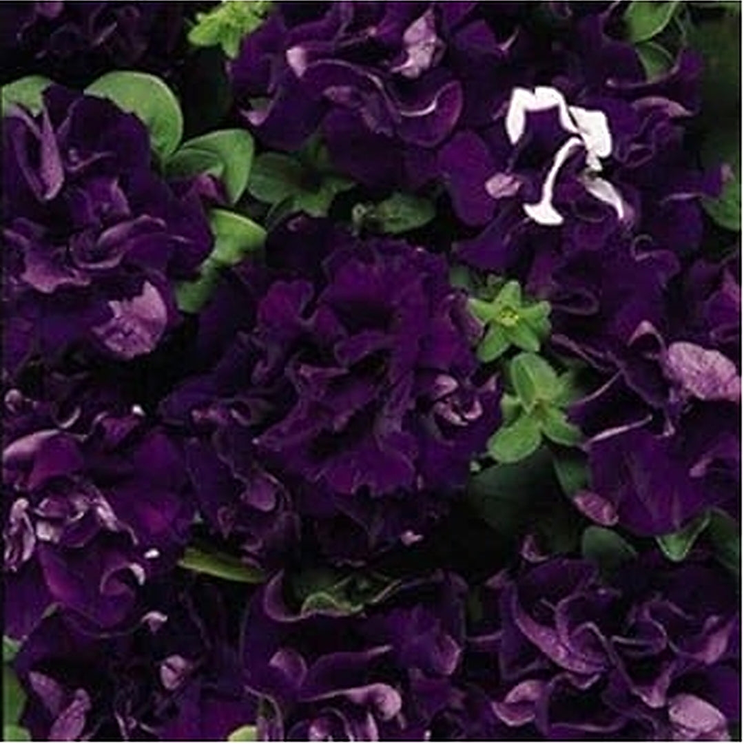 Dark Violet Double Petunia Seeds for Planting [neera-v5-f626c74f37c496a812b7]