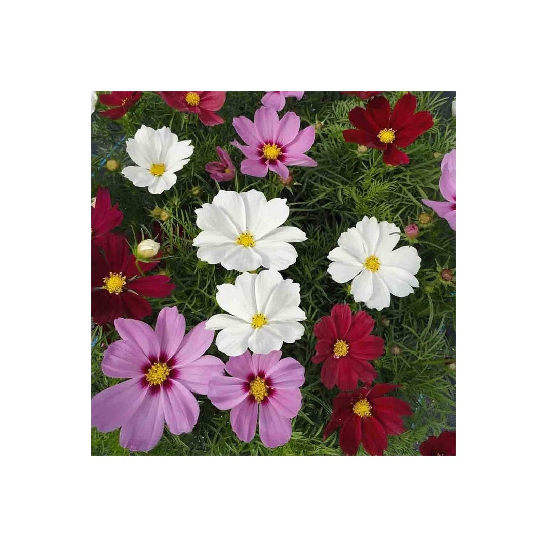 Cosmos Cosmos Bipinnatus Tall Cy Stripe Mixed Flower For Planting Ideal For Home Garden [neera-v5-f62cf1a7c47724915b1d]