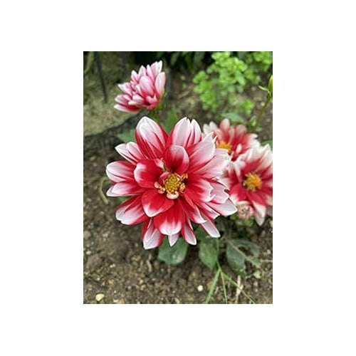 Red &amp; White Marigold Heirloom Non-GMO Seeds for Planting [neera-v5-f63e0f99c6f0cf48a9d8]