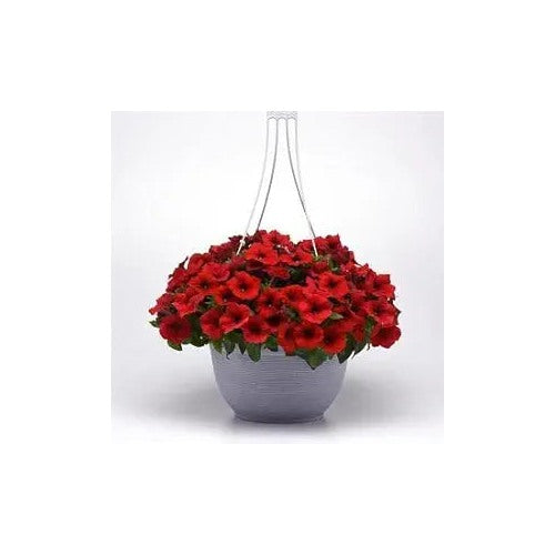 Red Dark Velvet Petunia Flower Seeds Home Garden Planting, Blooming Organic Blooming Collection [neera-v5-f64a7ecd833c8dba50e4]