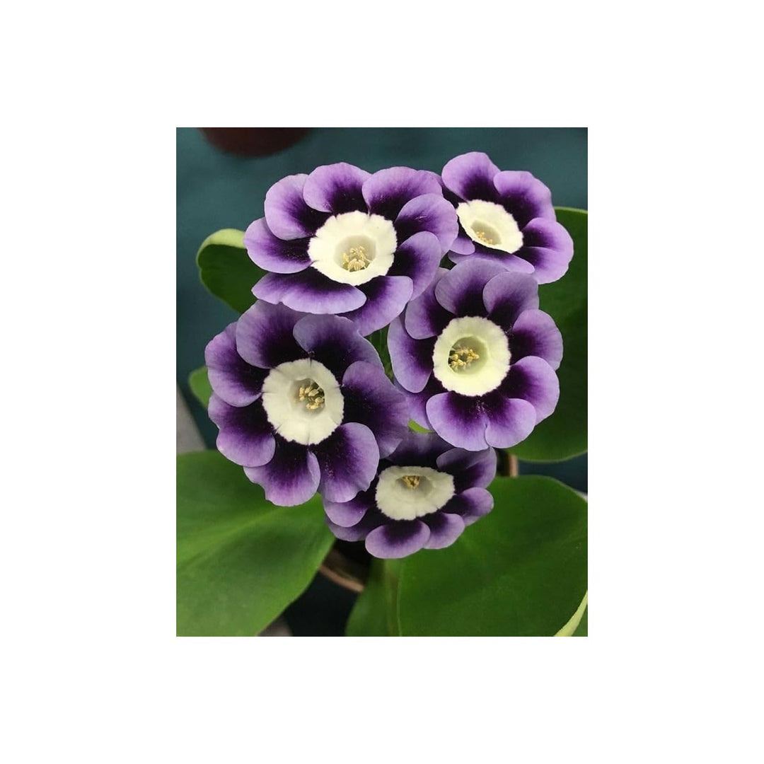 Violet Primrose Flower For Planting Flower Seeds for Home Garden Planting, Vibrant Organic Blooming [neera-v5-f64b398962c64cfd6822]