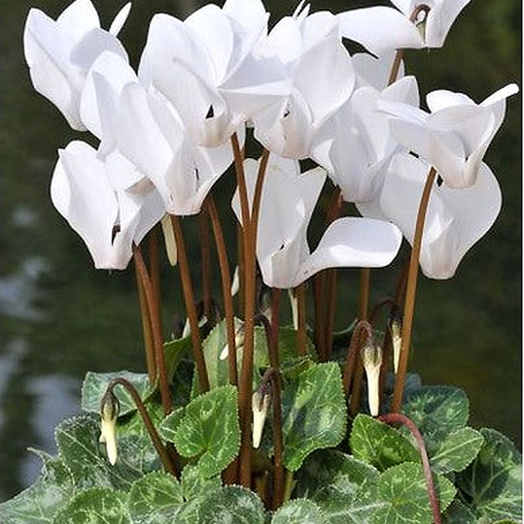 Organic Heirloom White Cyclamen Flower Seeds for Planting [neera-v5-f659985f7d575cf94058]