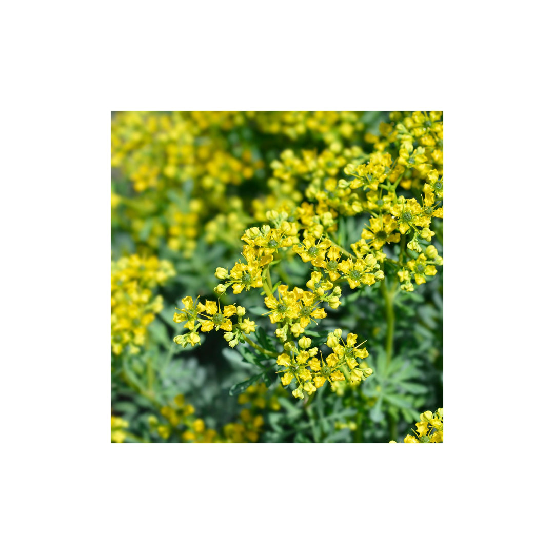 Heirloom Non Gmo Ruta Flower Medicinal Herb Blooms Garden Planting Flower Seeds Home Garden [neera-v5-f65dbcf475a93febf147]