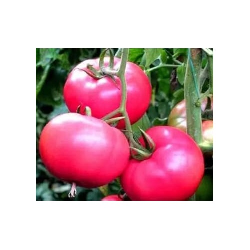 Pink Tomato Seeds for Planting [neera-v5-f6706ad18244d8a8afd5]